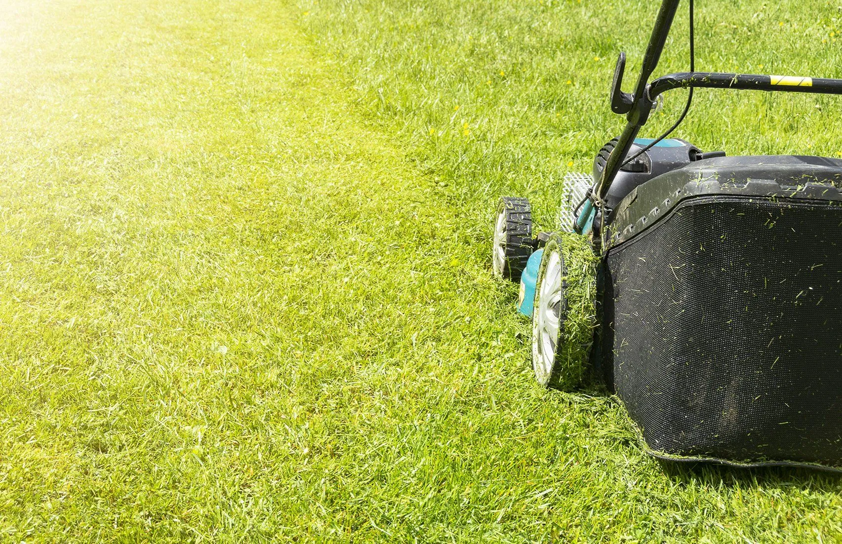Premium Auckland Lawn maintenance